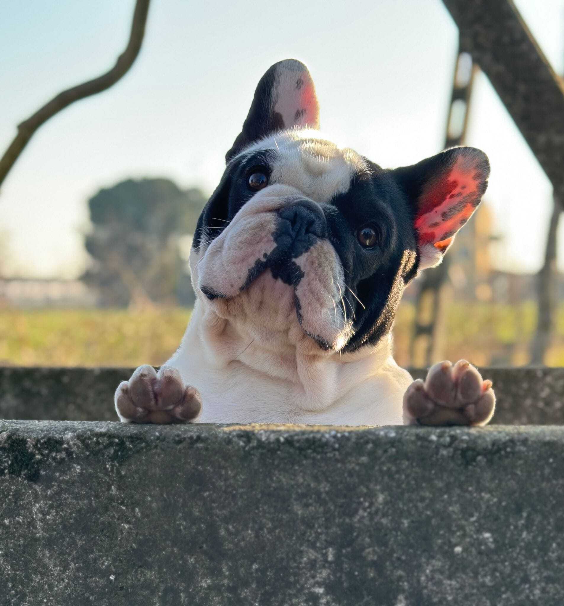 Statua di bulldog francese marrone, in un cappotto effetto scintillante,  super lucido e bellissimo diamante grosso, collare d'argento arcobaleno.  Cane stupendo -  Italia